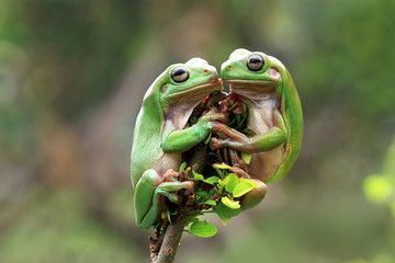 adorable, amphibian, animal, animal photography, animal theme, animals photos, australia,...