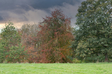 The Red and Greens of Scotlands Parks in Autumn