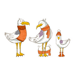 Three gulls, family, isolated on a white background. Vector illustration