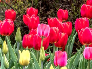 Multicolored red, yellow, pink tulips close-up in the park.