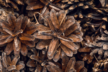 macro photography of a bunch of cones