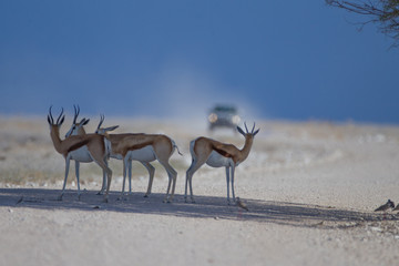 Springbok anteleope in the wilderness of Africa
