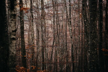 Obraz premium texture of wood