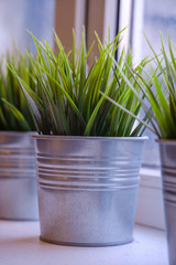 Hierochloe odorata, Sweet grass in a metallic pots on a windowsill.