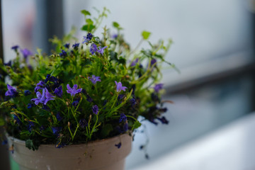 Campanula isophylla, Violet bellflowers in a pot on a table near window.