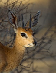 Steenbok antelope in the wilderness of Africa