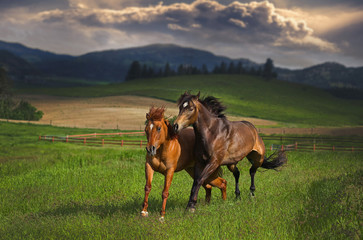 Horses Running Storm