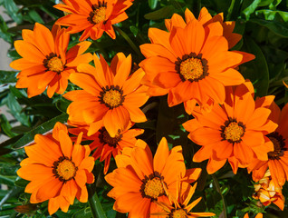 Orange gazania