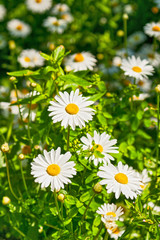 Fototapeta premium Camomile