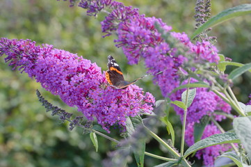 A butterfly sitting on summer lilac