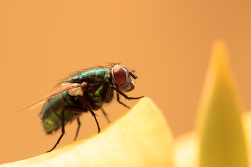 Close up photo of a fly on a melon