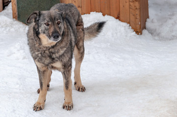 A large beautiful gray dog on a chain next to a doghouse in a shelter for homeless dogs.