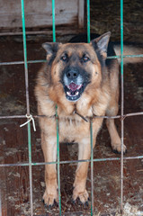 A large dog in a doghouse at a homeless shelter poked its head through the bars to meet the camera