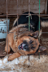 A large dog in a doghouse at a homeless shelter poked its head through the bars to meet the camera