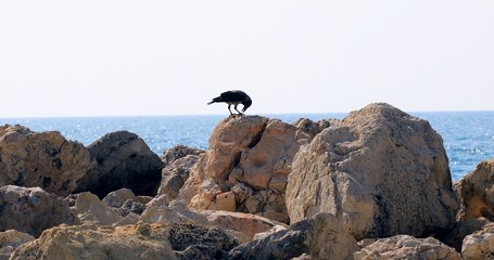 Crow on the breakwater rocks.