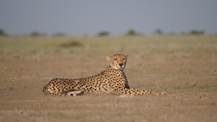 Cheetah at the savanna