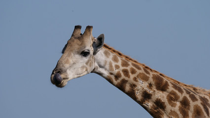 Close up from Giraffe