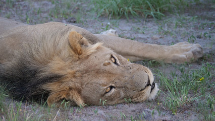 Naklejka na ściany i meble Male lion at Central Kalahari Game Reserve