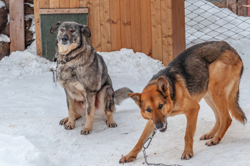 Two large dogs on chains in front of their booths in a shelter for homeless dogs.