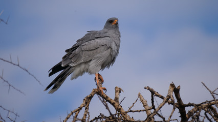 Pale chanting goshawk