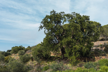Obraz premium An old green tree in a quiet mountain