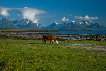 Fototapeta na wymiar Norwegia - wikingowie, Fiordy i Lofoty