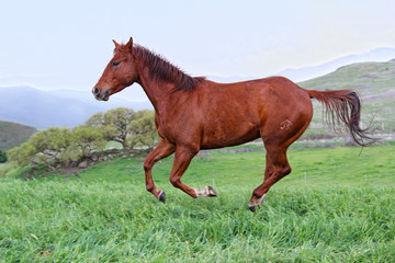 horse in a field