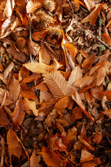 Floor leafs