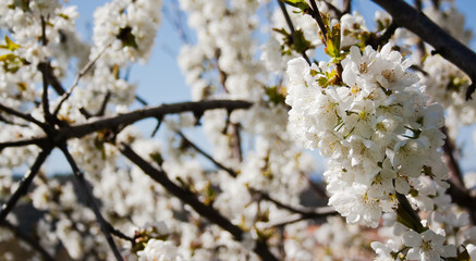 Cherry Flowers 2