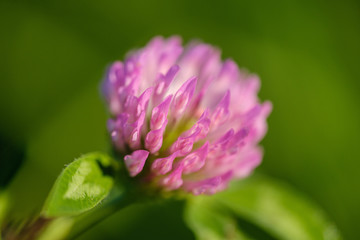 Red clower plant flower close up