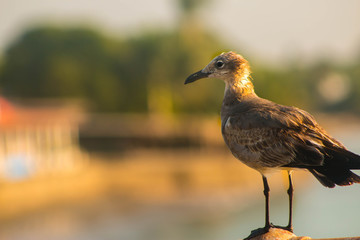 Pajaro posando para la camara