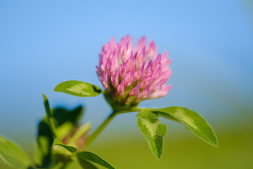 Red clower plant flower close up