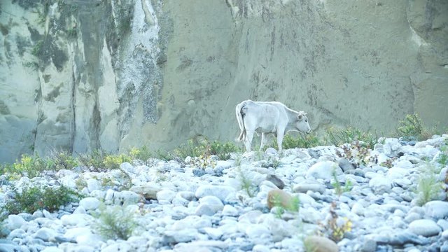 Bovino che rumina (mangia) - Italia, Valle della Sila. clip in 4k UHD