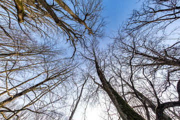 bare crowns and clumsy branches  of huge oak trees growing in blue sky in sunny day