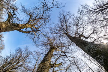 bare crowns and clumsy branches  of huge oak trees growing in blue sky in sunny day
