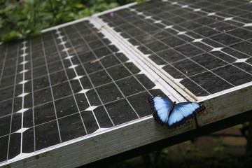 Blue morpho butterfly from Costa Rica perched on a solar panel in a forest environment.