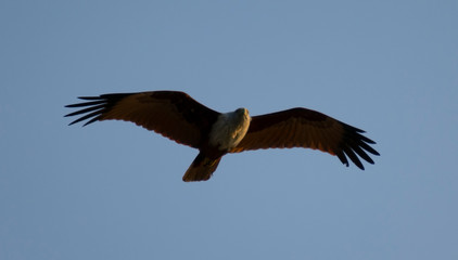 India, Goa, Mormugao - January 2 2020 - The hawk in the sky