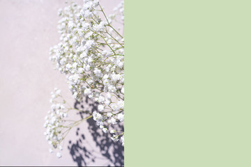 Beautiful bouquet of white flowers with shadows on pastel pink green mint background.