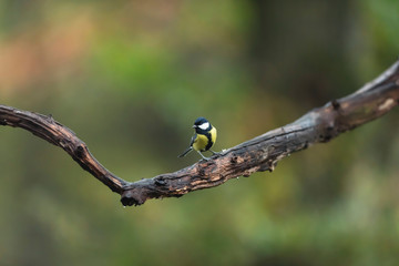 Great tit on a branch in autumn woods.