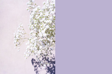 Beautiful bouquet of white flowers with shadows on pastel gray violet color background.