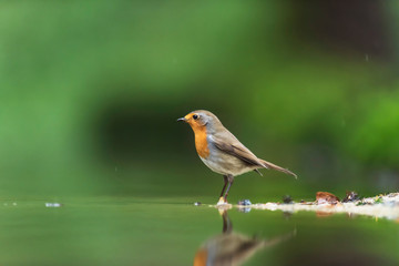 A robin red breast bird in a forest pond.