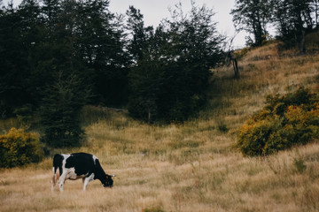 cow feed alone