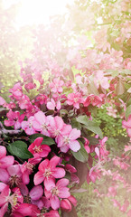 Pink cherry tree blossom flowers blooming in springtime, natural sunny blurred