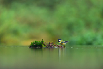 A great tit in a mossy forest pond.