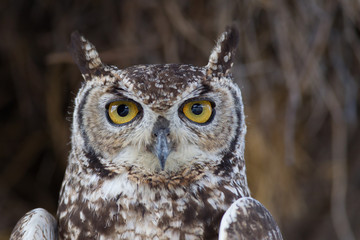Owl in the wilderness of Africa