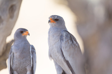 Pale chanting goshawk, hawk in the wilderness of Africa