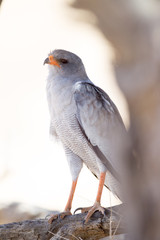 Pale chanting goshawk, hawk in the wilderness of Africa