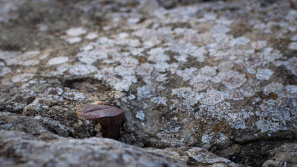 A very old rusty bolt in a stone with some moss