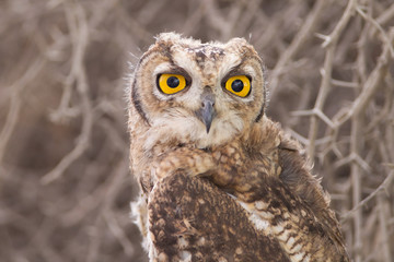 Owl in the wilderness of Africa