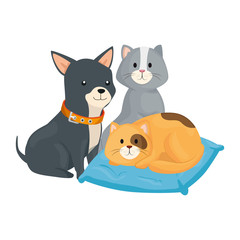 cute cats and dog with cushion isolated icon